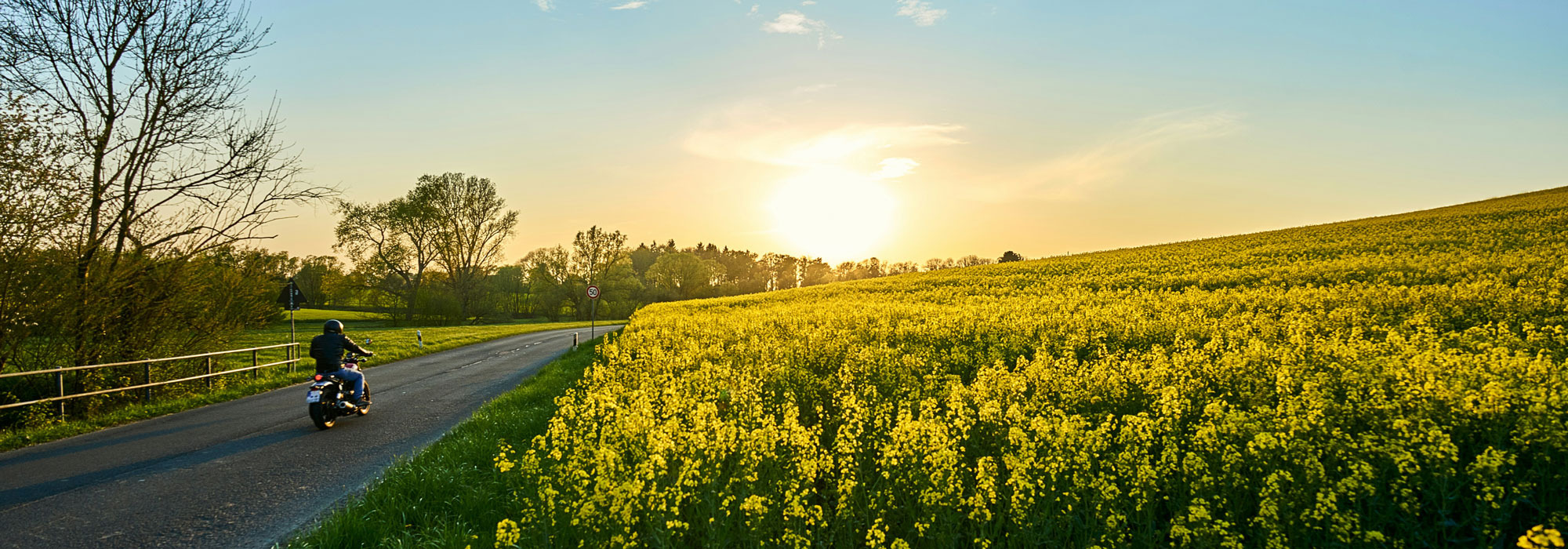 Motorradfahrer auf Landstraße bei Sonnenuntergang, gelbes Blumenfeld rechts, Bäume links, warme Lichtstimmung.